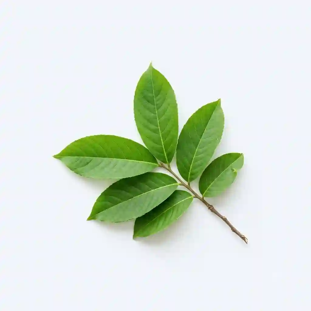 banaba leaf